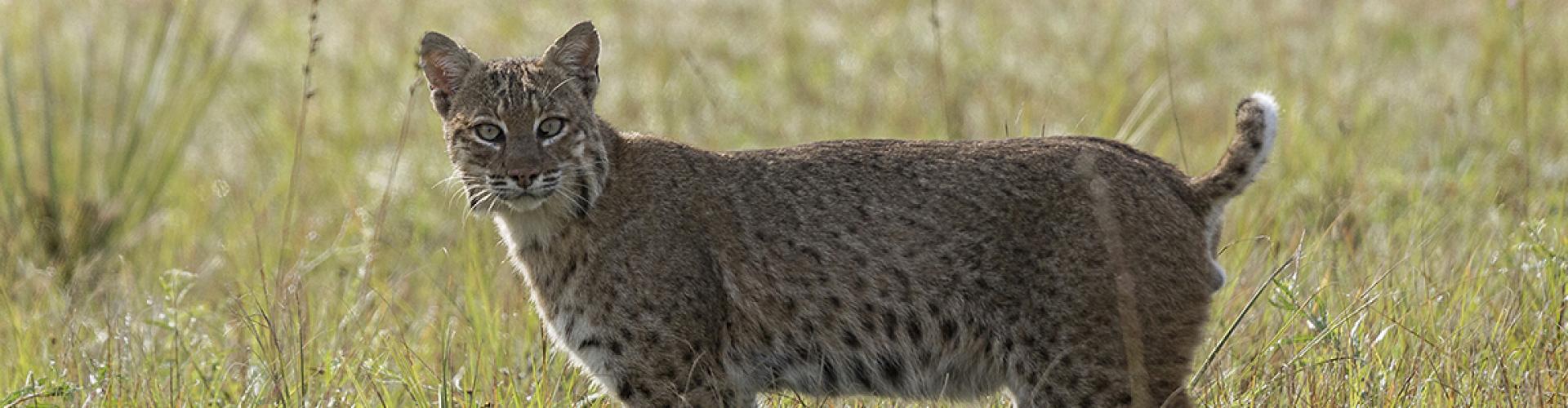 This is a bobcat