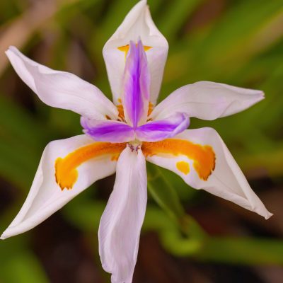 1d0a76812denoiseailowlight