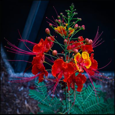 caesalpinia