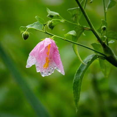 flowerpinellascounty_240717_jc_lp