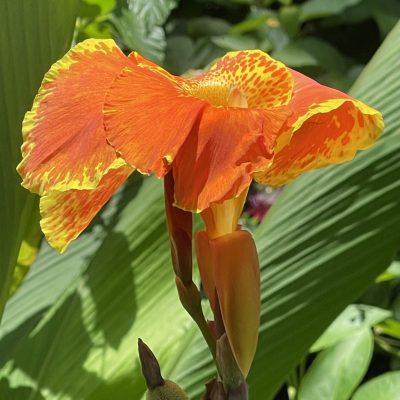 Canna Lily