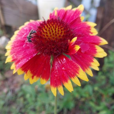 inbound5240828655207356129