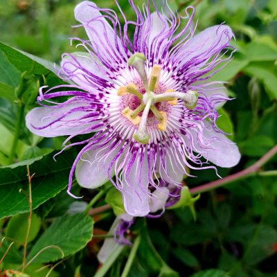 inbound610624357046898764