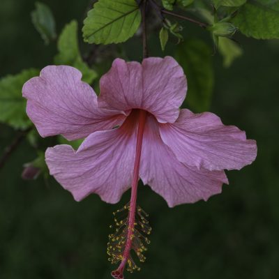 nina.a.solo.bloom.in.morning.light_7001edit_copy