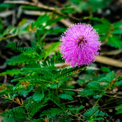 powderpuffmimosa_250503_hwp_citrus_lp2