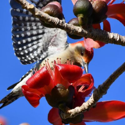 red_silk_cotton_for_calendar