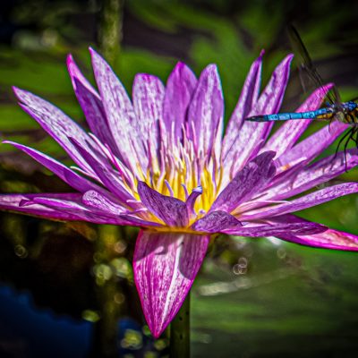 water_lily_with_blue_dasher_